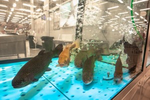 Рыбоводство. Организация и технологии товарного выращивания рыбы и гидробионтов в прудах с присвоением квалификации «Рыбовод» Рыбоводство. Организация и технологии товарного выращивания рыбы и гидробионтов в прудах с присвоением квалификации «Рыбовод»